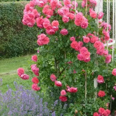 Роза РОЗАРИУМ ЮТЕРСОН плетистая в Витебске