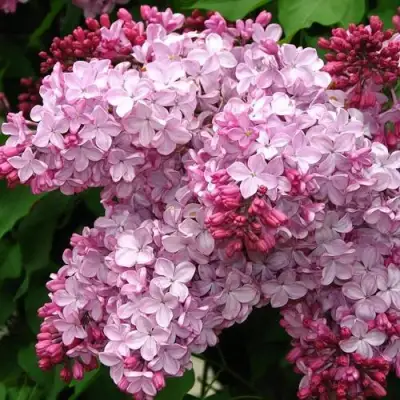 Сирень ЭСТЕР СТЕЙЛИ в Витебске