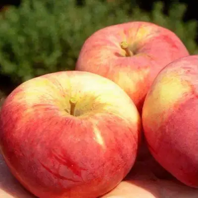 Яблоня ОРЛОВИМ в Витебске