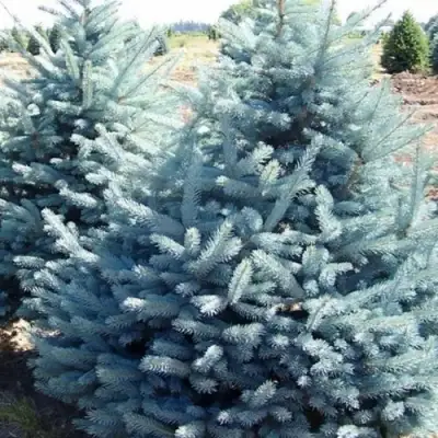 Ель ГЛАУКА колючая в Витебске