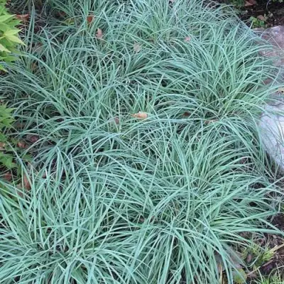 Осока БЛЮ ЗИНГЕР в Витебске