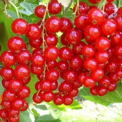 Смородина красная ФЕРТОДИ в Витебске