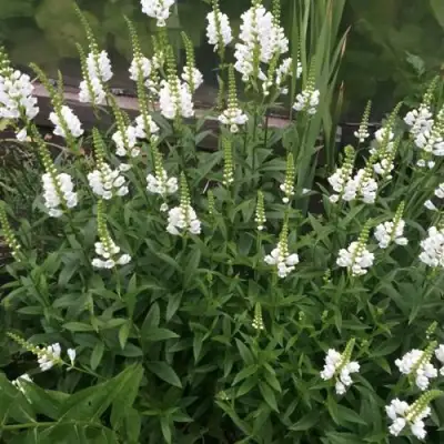 Физостегия АЛЬБА виргинская в Витебске