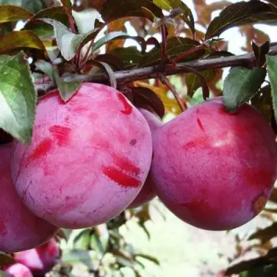 Слива ЛАМА в Витебске