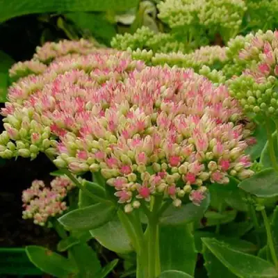 Очиток (седум) БРИЛЛИАНТ в Витебске