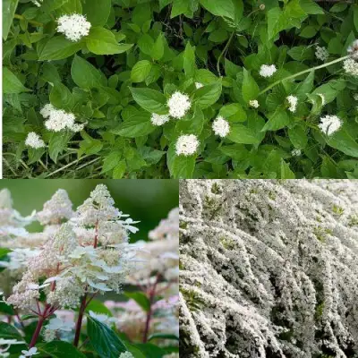 Комплект СКАНДИНАВСКИЙ СТИЛЬ в Витебске