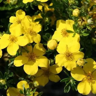 Лапчатка ХАКМАНС ГИГАНТ кустарниковая в Витебске