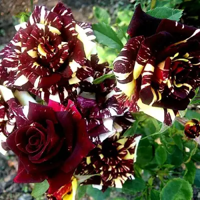 Роза ФОКУС ПОКУС флорибунда в Витебске