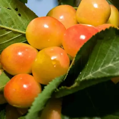 Дюк (черевишня) БЕЛОЧКА в Витебске