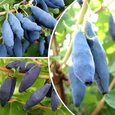 Комплект СЛАДКИЕ ХИТЫ в Витебске