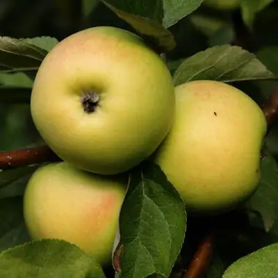 Яблоня ДАНИЛА в Витебске