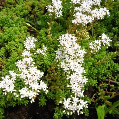 Очиток (седум) ХЛОРОТИКУМ белый в Витебске