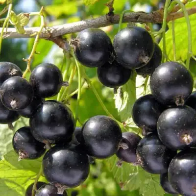 Смородина чёрная НЕСТЕР КОЗИН в Витебске