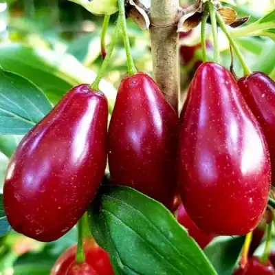 Кизил ВЛАДИМИРСКИЙ в Витебске