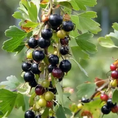Смородина золотистая ПЛОТНОМЯСАЯ в Витебске