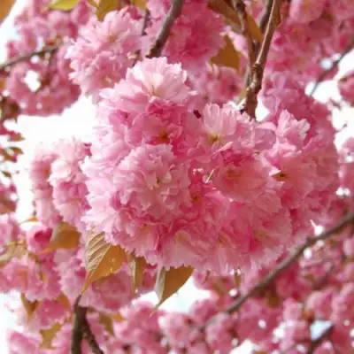 САКУРА  в Витебске