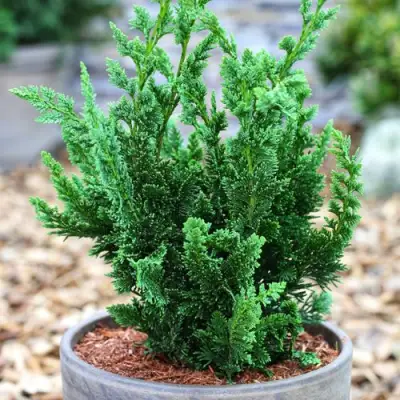 Кипарисовик ВИСЕЛЛИ лавсона в Витебске