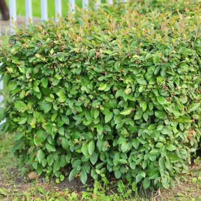 Кизильник блестящий в Витебске