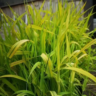 Фалярис АРКТИК САН тростниковый в Витебске