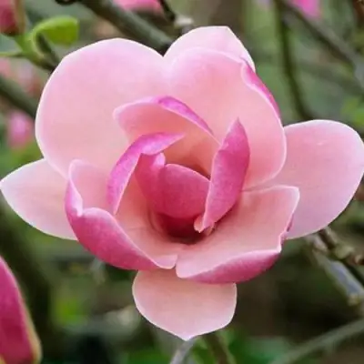 Магнолия РУСТИКА РУМБА в Витебске