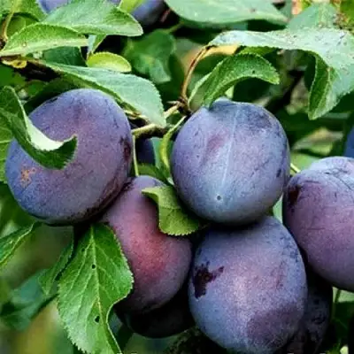 Слива ВЕНГЕРКА БЕЛОРУССКАЯ в Витебске