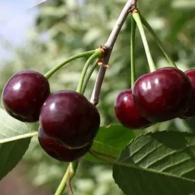 Вишня МОРОЗОВКА в Витебске