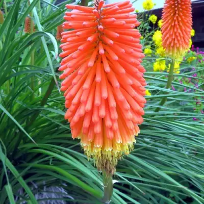 Книфофия БЕНГАЛ ФАЕР гибридная в Витебске