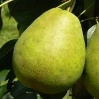 Груша ЛАГОДНАЯ в Витебске