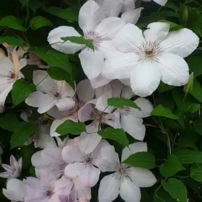 Клематис ИОАНН ПАВЕЛ 2 в Витебске