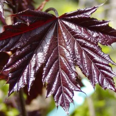 Клен КРИМСОН КИНГ остролистный в Витебске