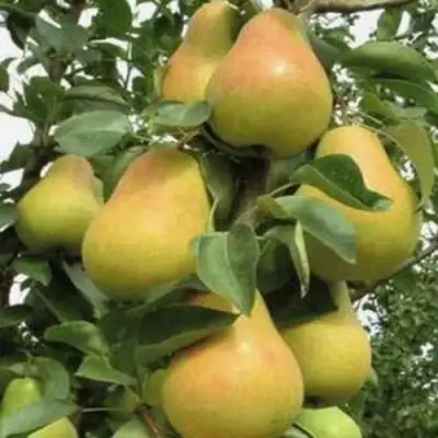 Груша ЛЮБИМИЦА ЯКОВЛЕВА в Витебске