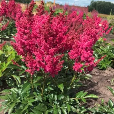 Астильба ЛАКИ ДЕЙ Арендса в Витебске