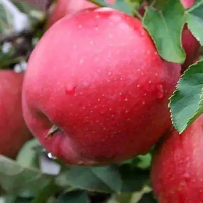 Яблоня ЧЕМПИОН в Витебске