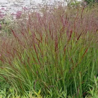 Просо ШЕНАНДО прутьевидное в Витебске