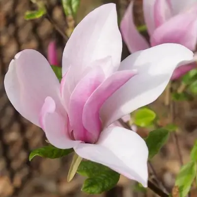 Магнолия БЕТТИ в Витебске