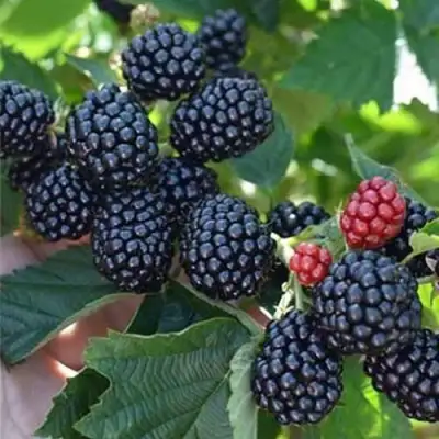 Ежевика ПОЛАР бесшипная  в Витебске