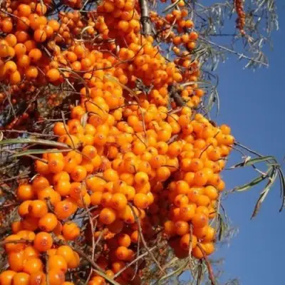 Облепиха СУДАРУШКА в Витебске