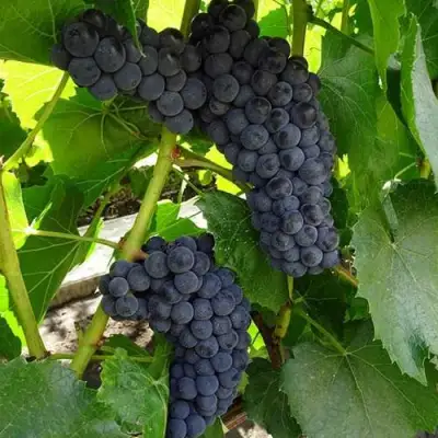 Виноград ВЭЛИАНТ в Витебске