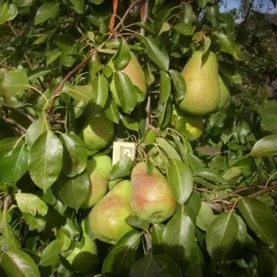 Груша БЕРЕ ЛЮКА в Витебске