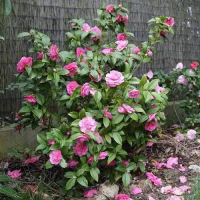 Камелия ДЕББИ в Витебске