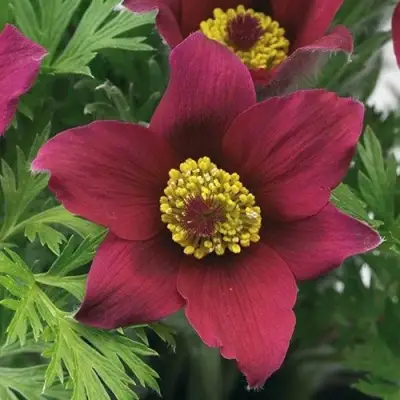 Прострел ПИНВИЛ РЕД ШЕЙДЕС в Витебске