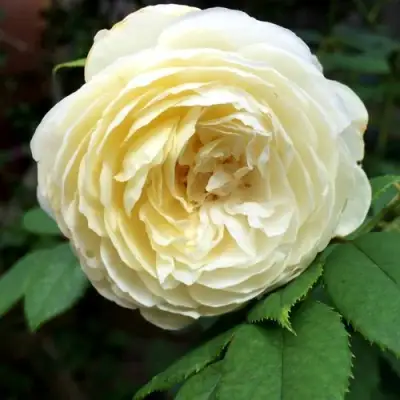 Роза КЛЭР ОСТИН английская в Витебске