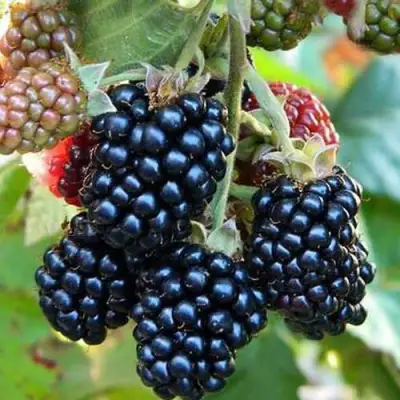 Ежевика ДЖАМБО бесшипная  в Витебске