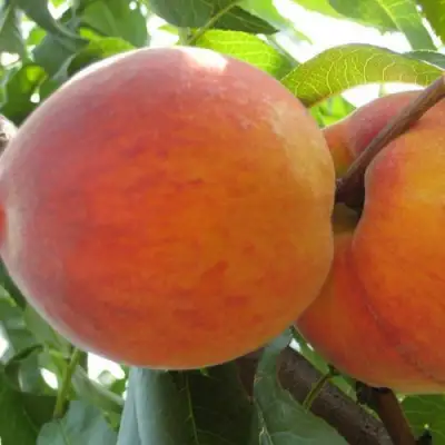 Персик СОЧНЫЙ в Витебске