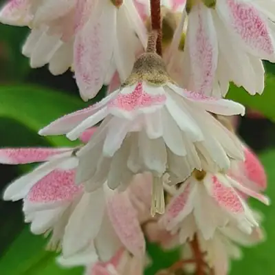 Дейция РОЗЕА ПЛЕНА в Витебске