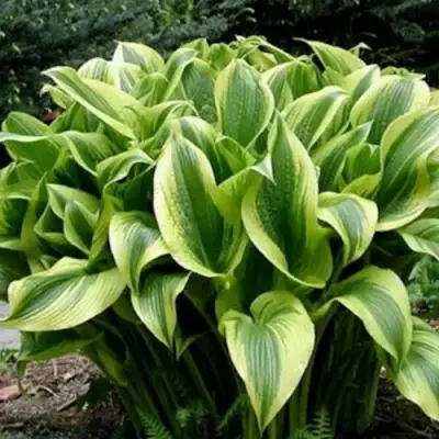 Хоста АУРЕОМАРГИНАТА в Витебске