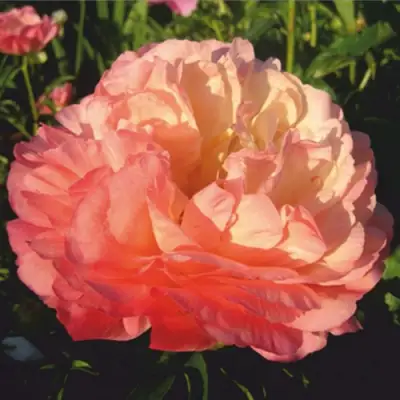 Пион КОРАЛ СУПРИМ травянистый в Витебске