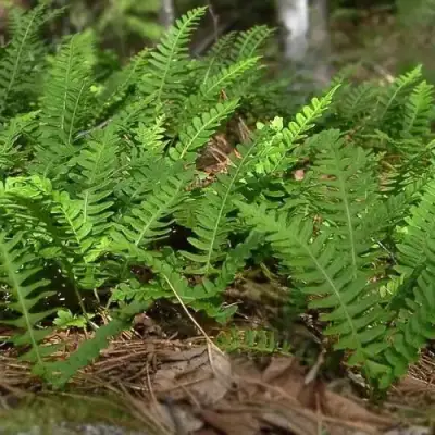 Многоножка обыкновенная в Витебске