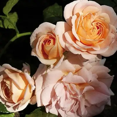 Роза ГЕЙША чайно-гибридная в Витебске