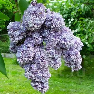 Сирень АМИ ШОТТ в Витебске